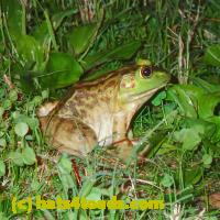 /home//u458753944/public_html/sourcegallery//Frogs/More bullfrogs/P9110723.JPG